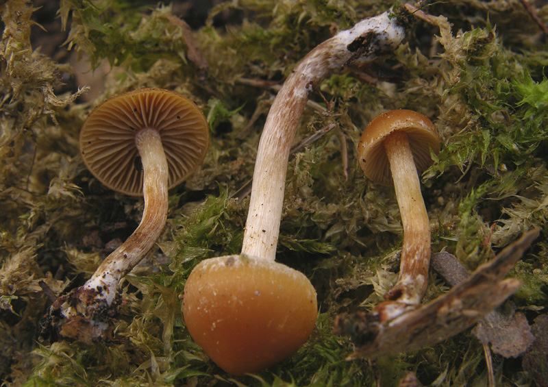 Galerina da determinare n�26.